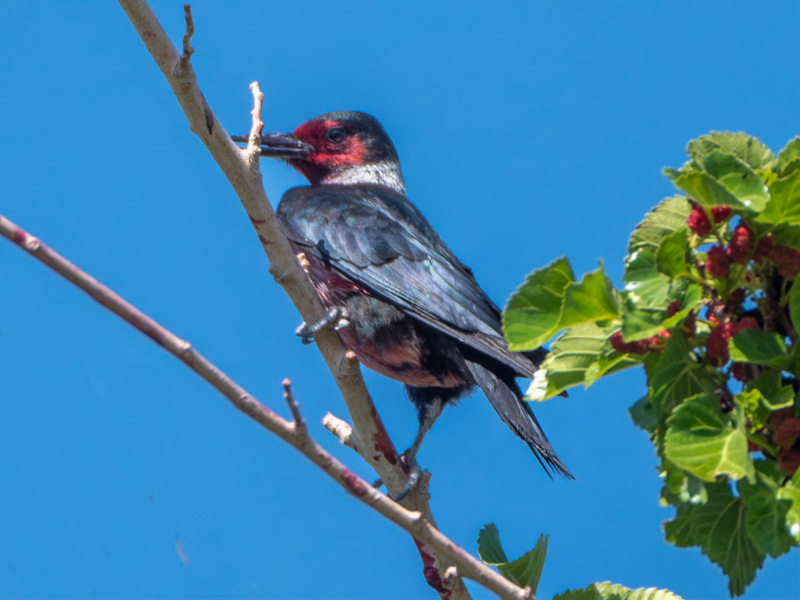 Lewis's Woodpecker (Melanerpes lewis). Sunset Park, Las Vegas (May 11)