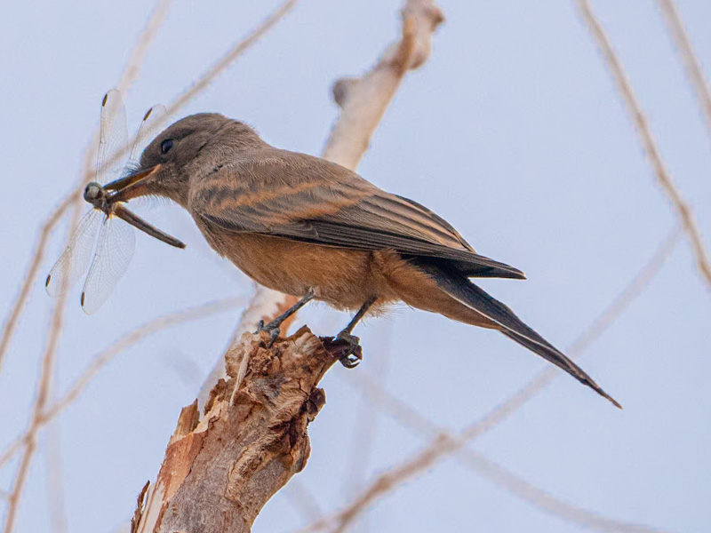 Say’s Phoebe with Dragonfly (Sayornis saya). Henderson Bird Viewing Preserve, Las Vegas (June 10)