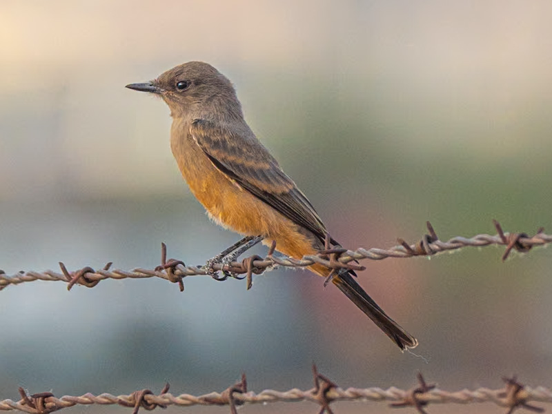 Say’s Phoebe (Sayornis saya). Henderson Bird Viewing Preserve, Las Vegas (June 10)