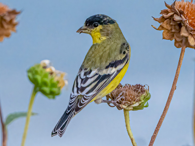 Male Lesser Goldfinch (Spinus psaltria). Henderson Bird Viewing Preserve, Las Vegas (August 16)