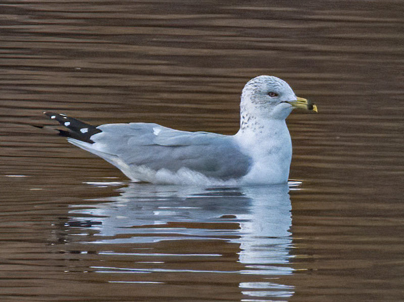 Non-Breeding Ring-bill Gull (Larus delawarensis). Henderson Bird Viewing Preserve, Las Vegas (January 5)