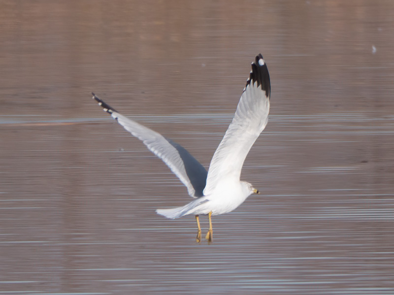 Non-Breeding Ring-bill Gull (Larus delawarensis). Henderson Bird Viewing Preserve, Las Vegas (January 5)