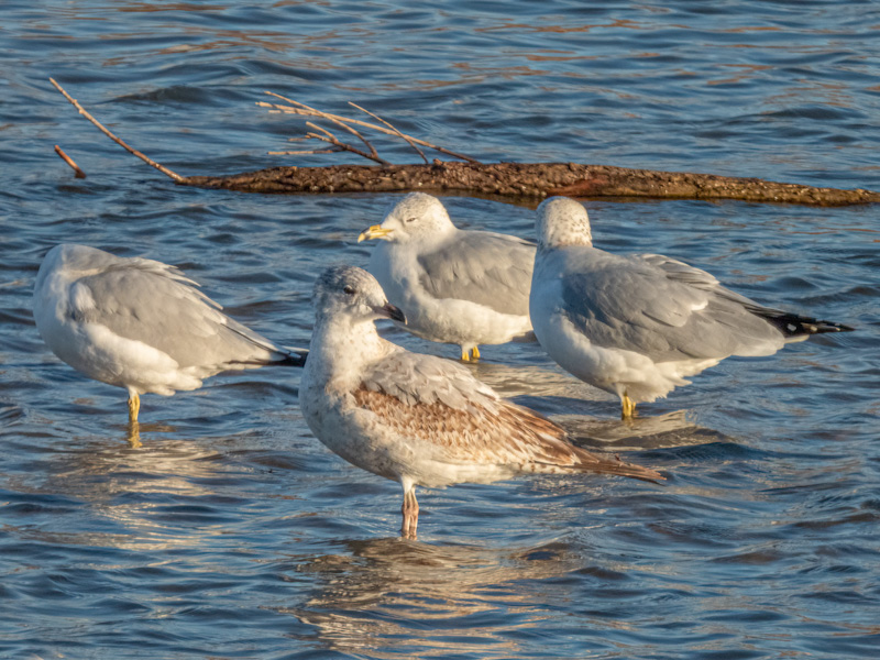 First Winter Ring-billed Gull (Larus delawarensis). 33 Hole Overlook, Lake Mead, Las Vegas (December 13)