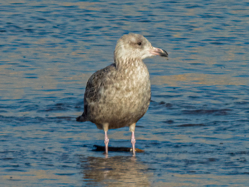 Juvenile Ring-billed Gull (Larus delawarensis). 33 Hole Overlook, Lake Mead, Las Vegas (December 20)