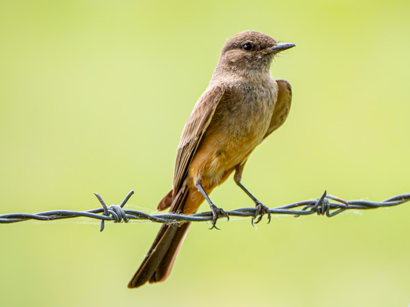 Say's Phoebe (Sayornis saya). Lakewood, Colorado (June 12)