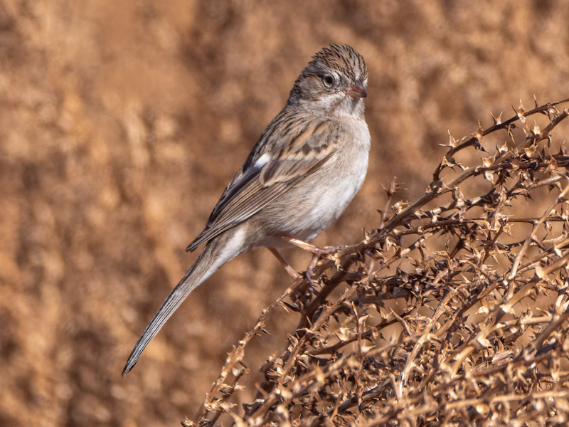 Brewer's Sparrow (Spizella breweri). Boulder Beach, Lake Mead, Nevada (February 3)